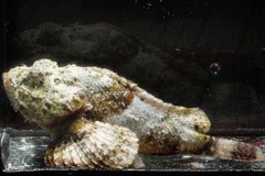 Humpbacked Scorpionfish photo 2