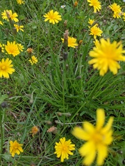 Scorzoneroides autumnalis