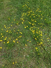 Scorzoneroides autumnalis