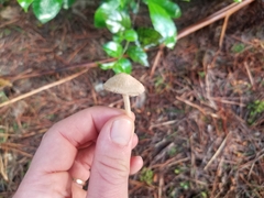 Inocybe sindonia