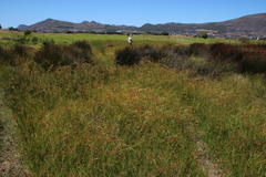Cyperus longus tenuiflorus
