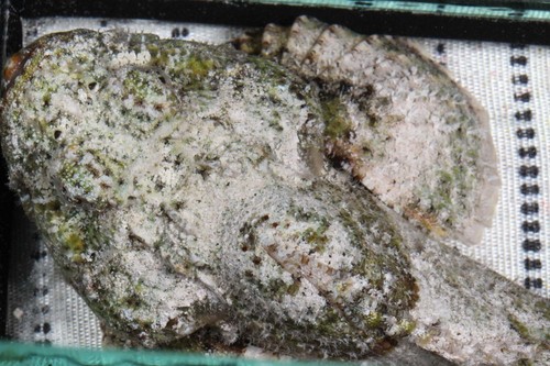 False stonefish (Scorpaenopsis gibbosa) — Scorpaenidae — 2