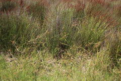 Cyperus longus tenuiflorus