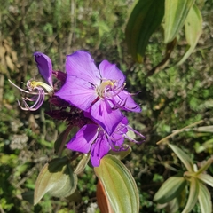 Dissotis princeps