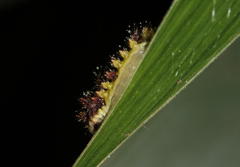 Neomocena convergens