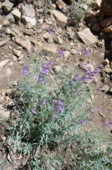 Penstemon sepalulus