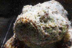 Humpbacked Scorpionfish photo 1