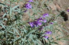 Penstemon sepalulus