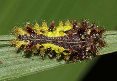 Neomocena convergens