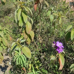 Dissotis princeps