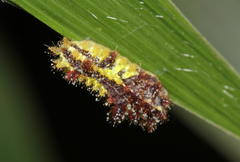 Neomocena convergens