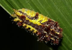 Neomocena convergens