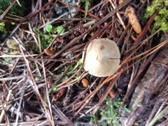 Inocybe sindonia