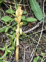 Monotropa hypopitys hypophegea