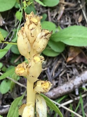 Monotropa hypopitys hypophegea