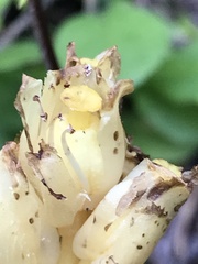 Monotropa hypopitys hypophegea