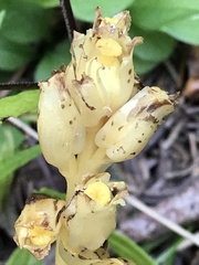 Monotropa hypopitys hypophegea