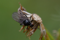 Diptera