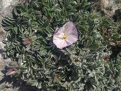 Convolvulus boissieri boissieri