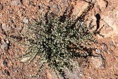 Portulacaria fruticulosa