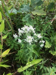 Pycnanthemum verticillatum