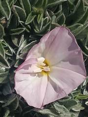 Convolvulus boissieri boissieri