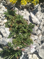 Erodium cheilanthifolium