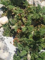 Erodium cheilanthifolium