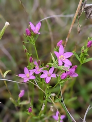 Centaurium littorale