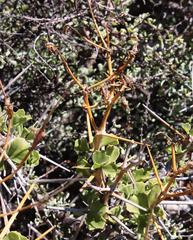 Pelargonium spinosum
