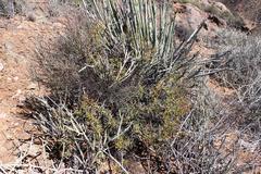Pelargonium spinosum
