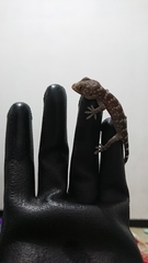Gekko gecko