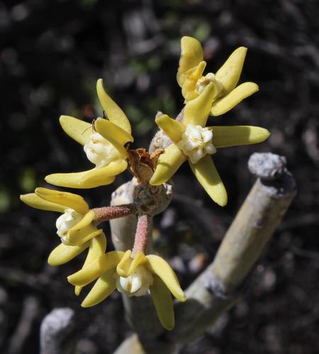 Sarcostemma thunbergii (Decne.) Decne. 3