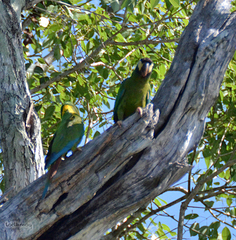Primolius auricollis