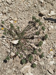 Arenaria armerina