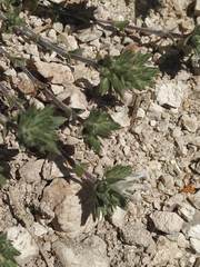 Arenaria armerina