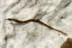 Syngnathidae
