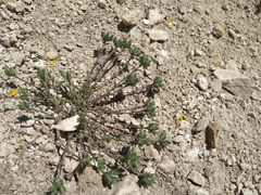 Arenaria armerina