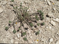 Arenaria armerina