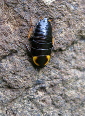 Pseudoderopeltis albilatera
