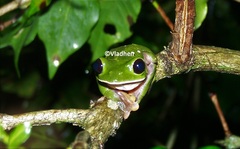 Agalychnis moreletii