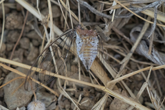 Cicada barbara lusitanica