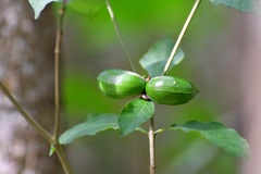 Tabernaemontana hannae