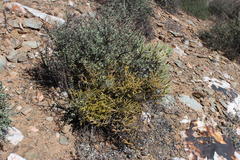 Crassula muscosa muscosa