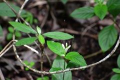 Spigelia humboldtiana