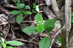 Spigelia humboldtiana
