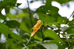 Dendrosida sharpiana