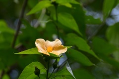 Dendrosida sharpiana