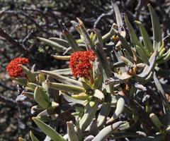 Crassula macowaniana