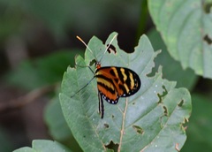 Mechanitis lysimnia utemaia